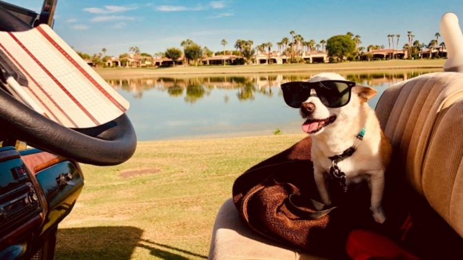 Yaşayan en yaşlı köpek unvanı yeni sahibini buldu