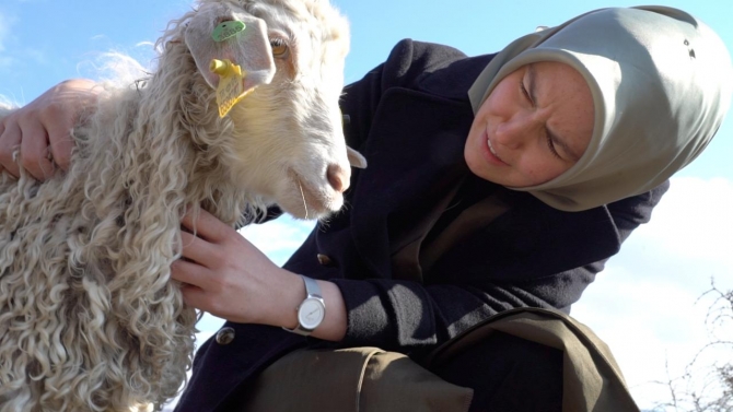 Milletvekili Yıldız, kendini Ankara keçilerine adadı